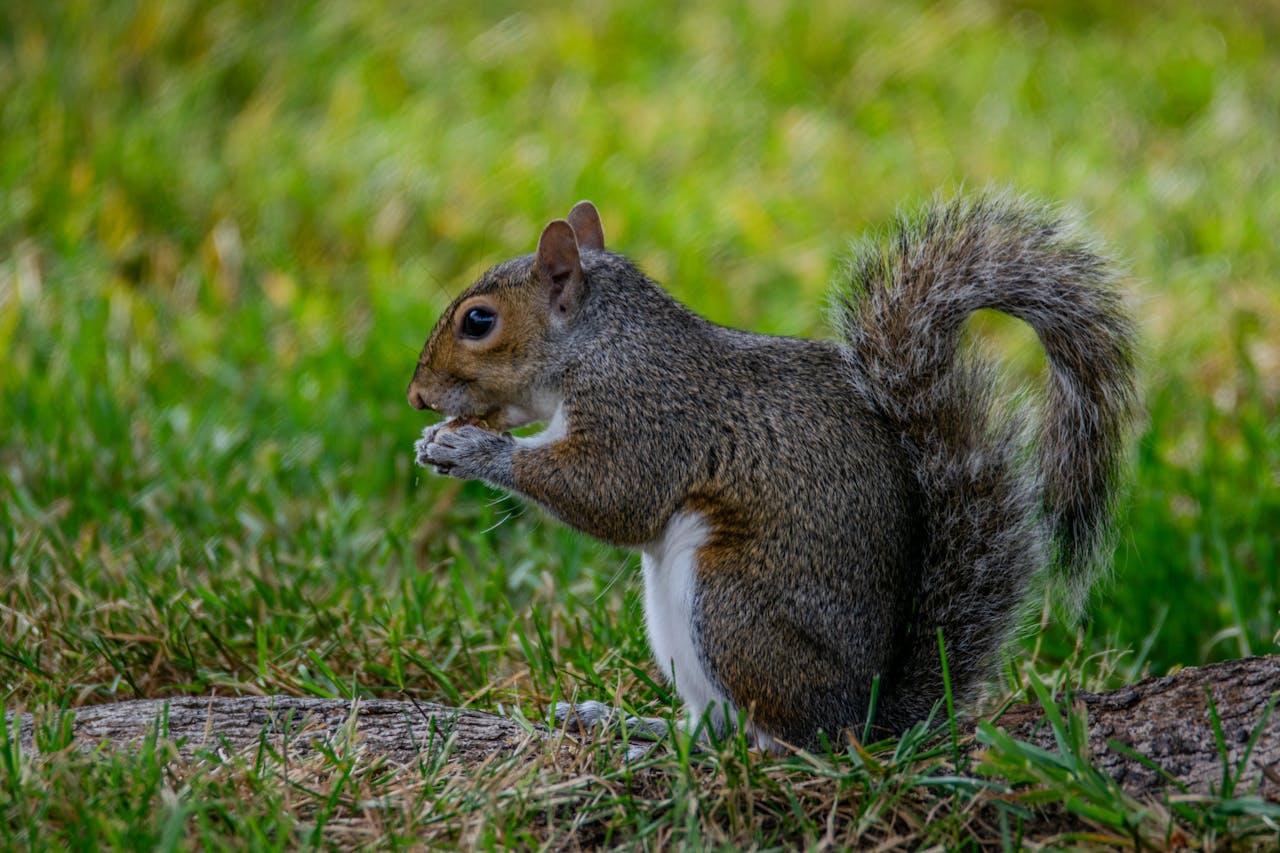 Protecting biodiversity in cities